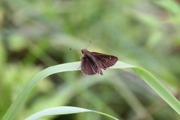 Clouded Skipper male